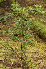 Phyllocladus aspleniifolius