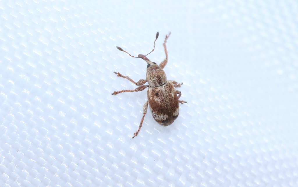 Paryzeta