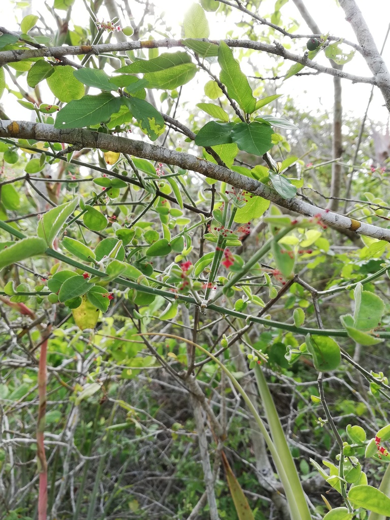 Crossopetalum uragoga (Crossopetalum uragoga)