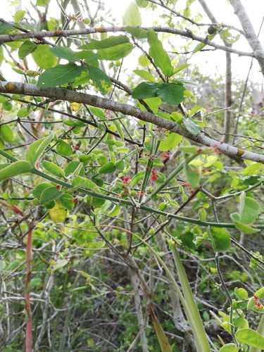 Crossopetalum uragoga (Crossopetalum uragoga)