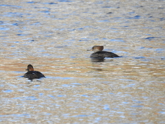 Lophodytes cucullatus