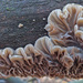 Tripe Fungus - Photo (c) Иван Матершев, some rights reserved (CC BY-NC), uploaded by Иван Матершев