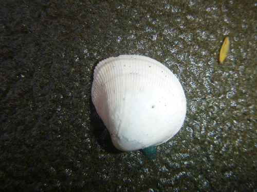 Pratulum pulchellum