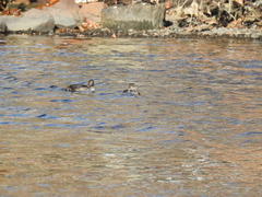 Lophodytes cucullatus