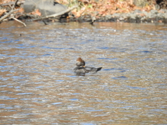 Lophodytes cucullatus