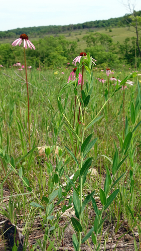 Image of Echinacea simulata by (c) Elaine Wolshock/Matthew Fook, some rights reserved (CC BY)