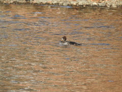 Lophodytes cucullatus