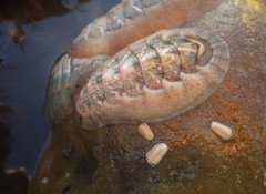 Leptochiton rugatus image