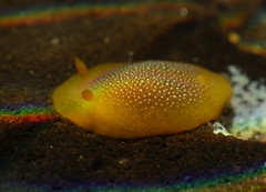 Doriopsilla gemela