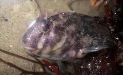 Hypsoblennius gilberti