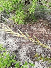 Tillandsia huamelulaensis