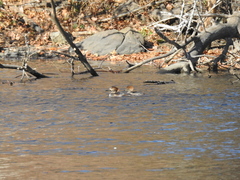 Lophodytes cucullatus