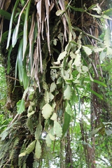 Rhipsalis crispata, photograph (c) Yoannis Domínguez, some rights reserved (CC BY)