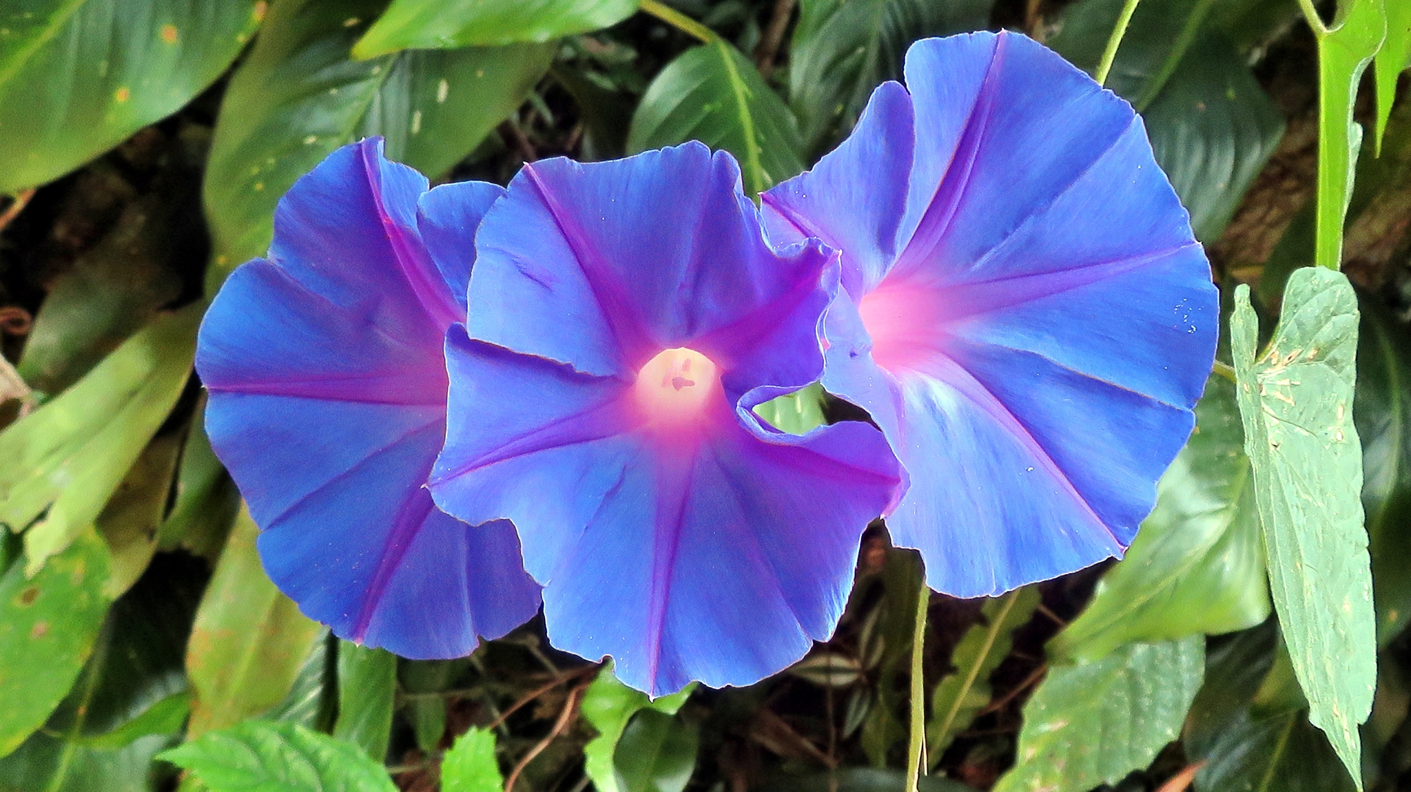 Ipomoea indica