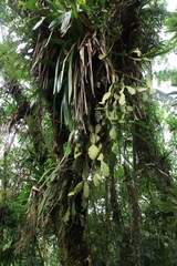 Rhipsalis crispata, photograph (c) Yoannis Domínguez, some rights reserved (CC BY)