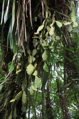 Rhipsalis crispata, photograph 5