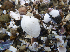 Tellinoidea