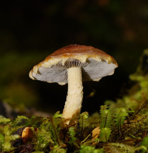 Psilocybe formosa image