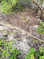 Tillandsia huamelulaensis