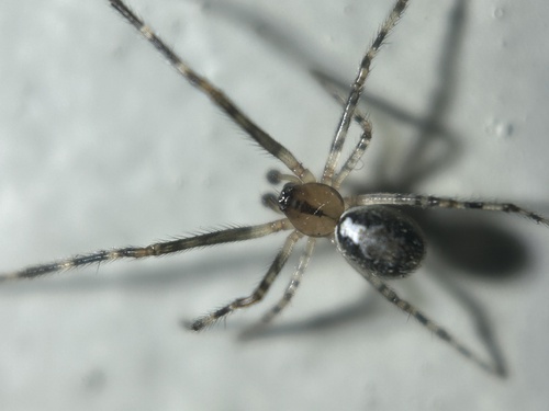 Fence Long-legged Cobweaver