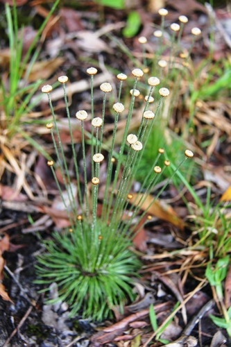 Syngonanthus chrysanthus