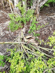 Tillandsia huamelulaensis