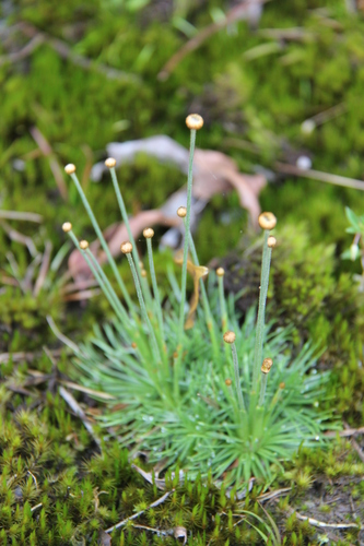 Syngonanthus chrysanthus, photograph 1