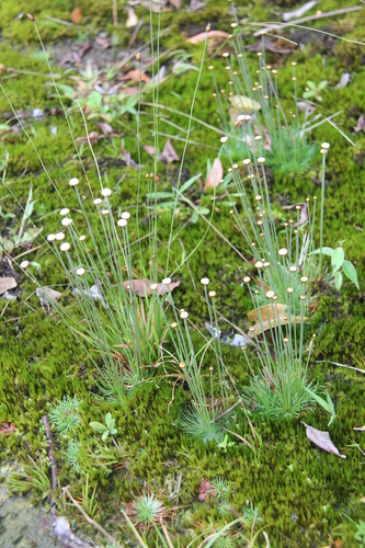 Syngonanthus chrysanthus, photograph 2
