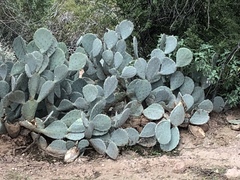 Opuntia laevis