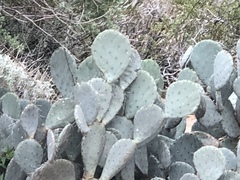 Opuntia laevis