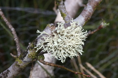 Ramalina inflata