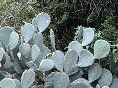Opuntia laevis