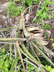 Tillandsia huamelulaensis