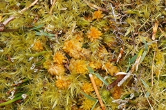Sphagnum australe