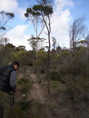 Eucalyptus wandoo