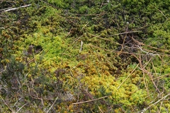 Sphagnum australe