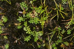Leptinella filicula