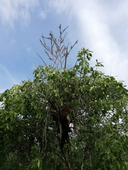 Tillandsia huamelulaensis