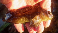 Hypsoblennius gilberti