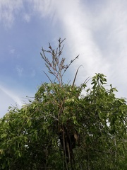 Tillandsia huamelulaensis
