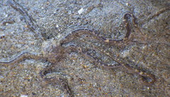 Amphiodia occidentalis