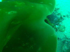 Laminaria ochroleuca