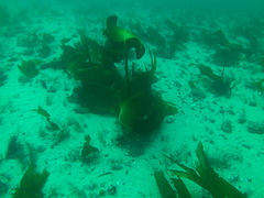 Laminaria ochroleuca