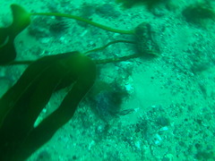 Laminaria ochroleuca