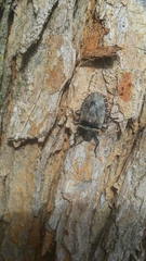 Apateticus lineolatus