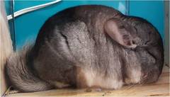 Chinchilla