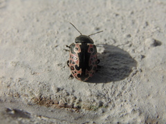 Calligrapha diversa