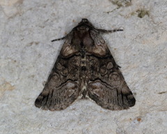 Abrostola microvalis