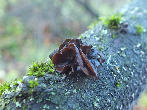 Sclerencoelia fascicularis image