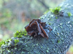 Image of Sclerencoelia fascicularis